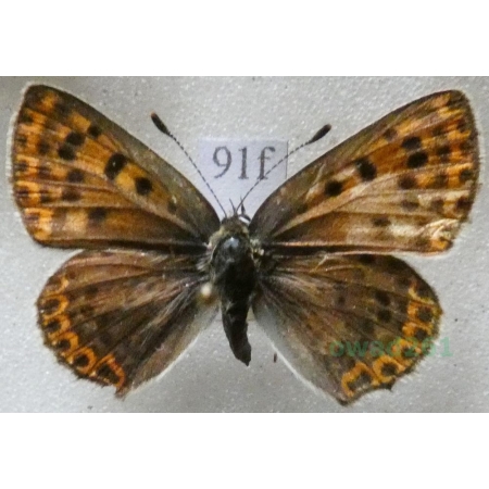 Lycaena tityrus (Poda, 1761) female Czerwończyk uroczek Czech91f